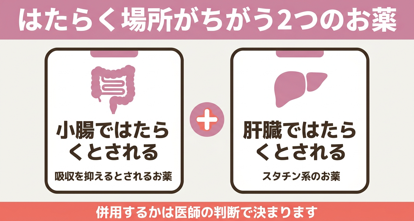 小腸コレステロールトランスポーター阻害薬とスタチンの違いを「小腸ではたらく」「肝臓ではたらく」の2カードと中央の「＋」で整理した図解。はたらきかける場所が異なることと、併用するかどうかは医師の判断で決まることを視覚的に示し、自己判断を避けて相談することを促します。