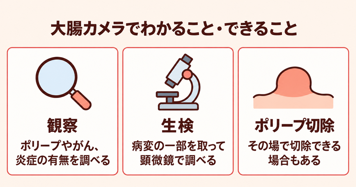 大腸カメラでわかること・できることとして、ポリープやがん・炎症の観察、病変の一部を取って調べる生検、その場でのポリープ切除を示した図
